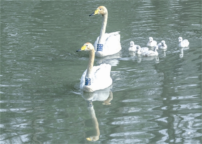 wangyw4531_b.jpg wangyw4531_b.jpg