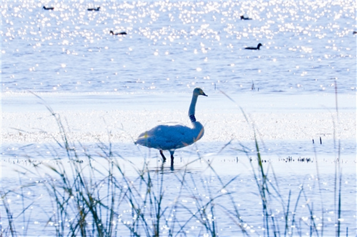 wangyw4a210_b.jpg wangyw4a210_b.jpg