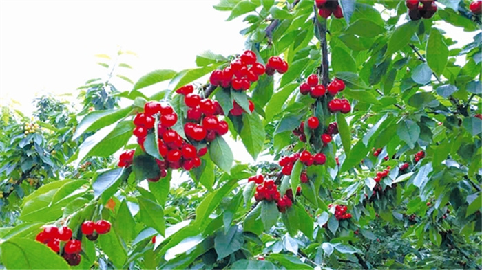 fangmy5a96_b.jpg fangmy5a96_b.jpg