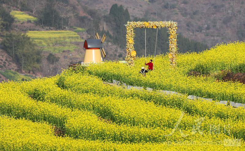 四川屏山：油菜花盛开迎游客